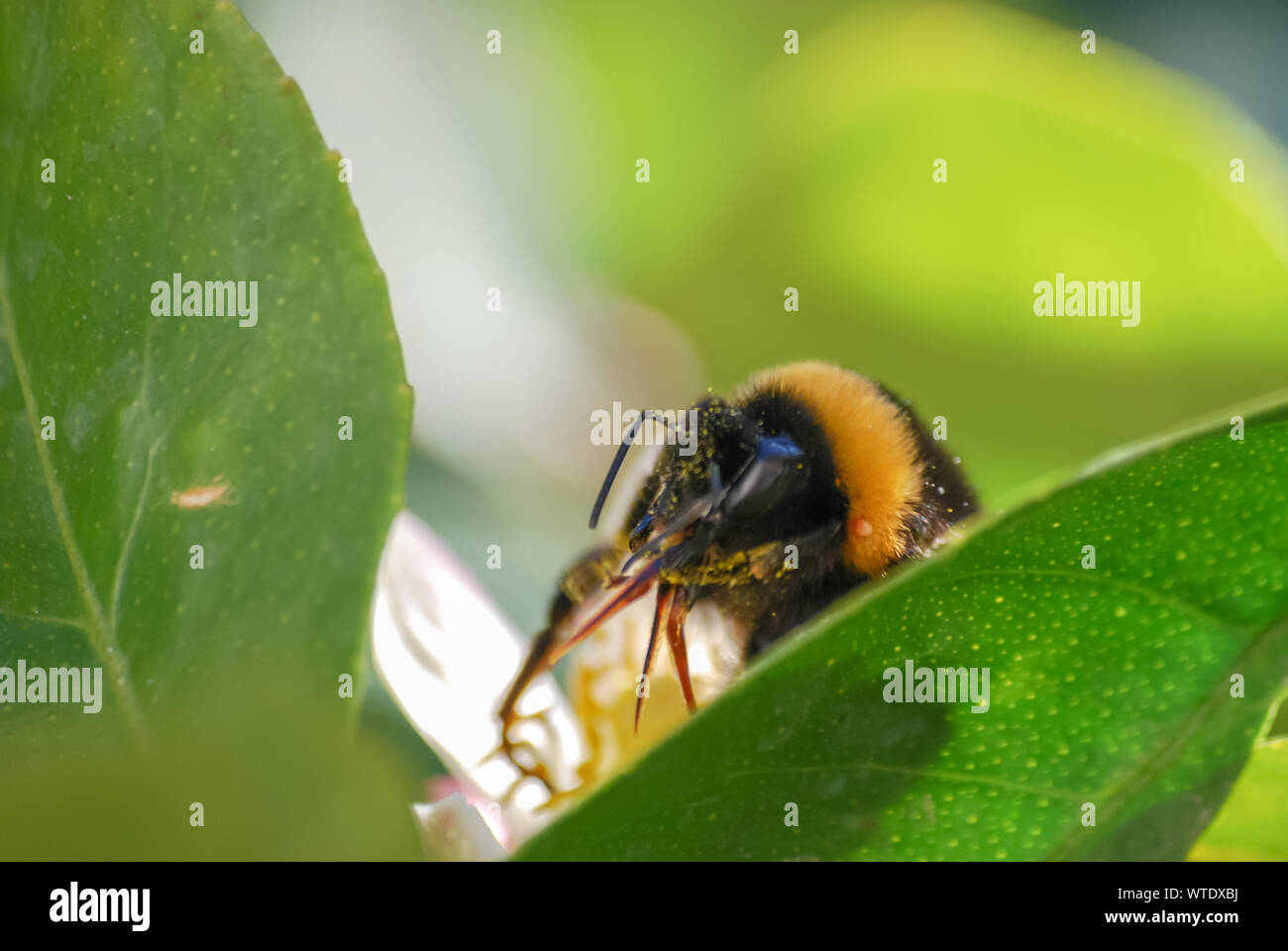 Bumblebee sur la fleur et feuille. focus sélectif. Banque D'Images