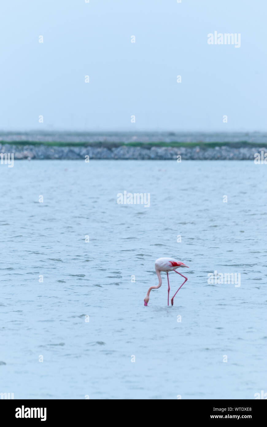 Avis de flamant rose à Izmir, Turquie Banque D'Images