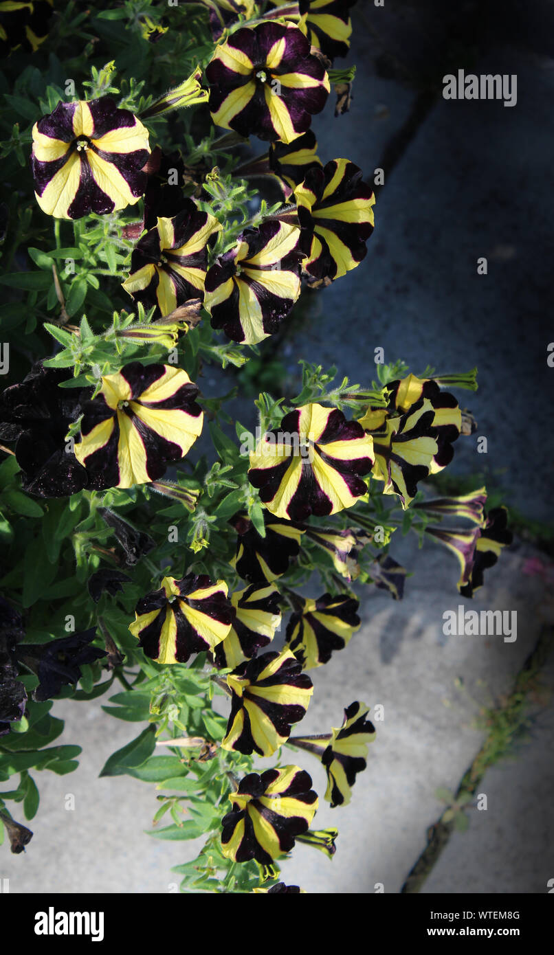 Une belle guirlande de inhabituel et noir rayé jaune fleurs pétunia arrière ensoleillée, sur un fond sombre. Banque D'Images