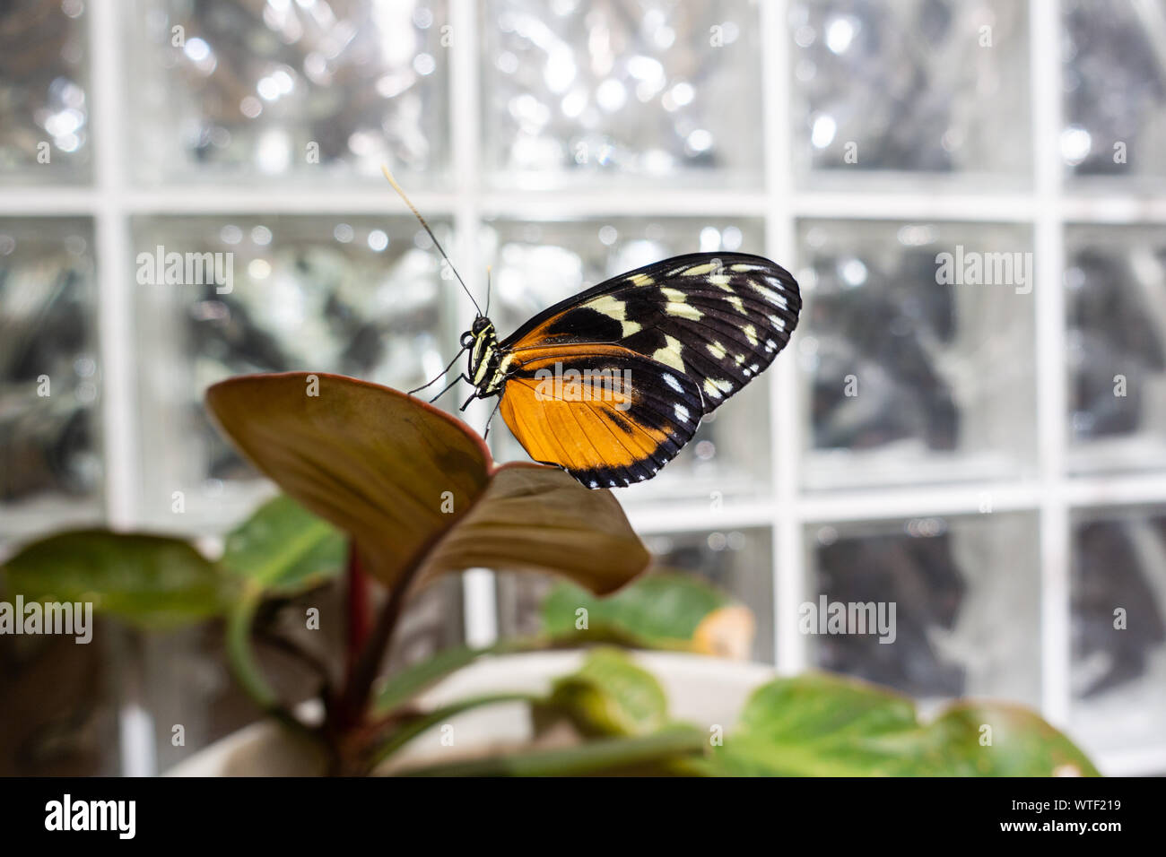 Papillon doré Longwing reposant sur le feuillage à l'intérieur du jardin des papillons à l'Académie des sciences naturelles de Philadelphie. Banque D'Images