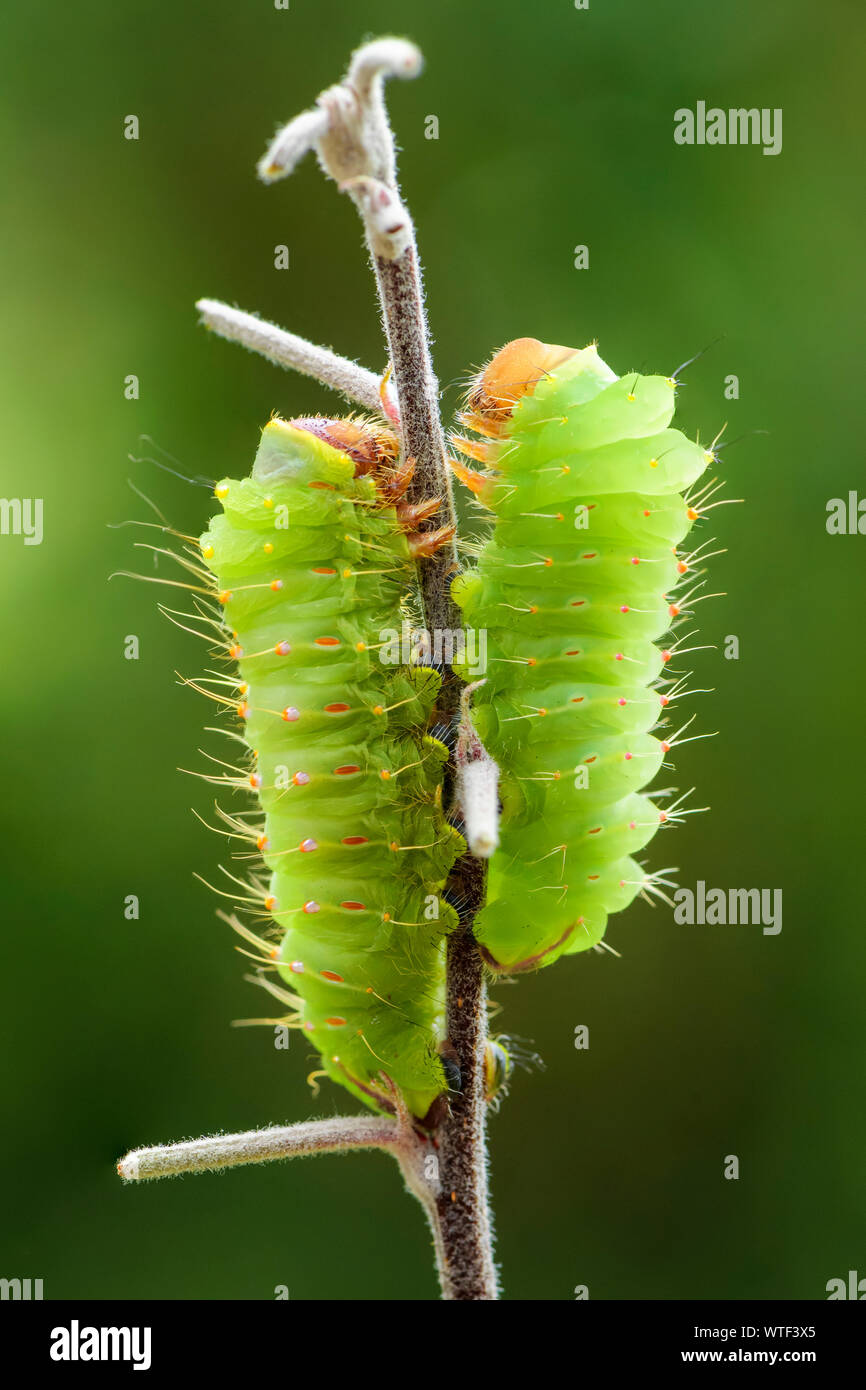 - Polyphème Antheraea polyphemus, Caterpillar de belle et grande espèce américaine. Banque D'Images