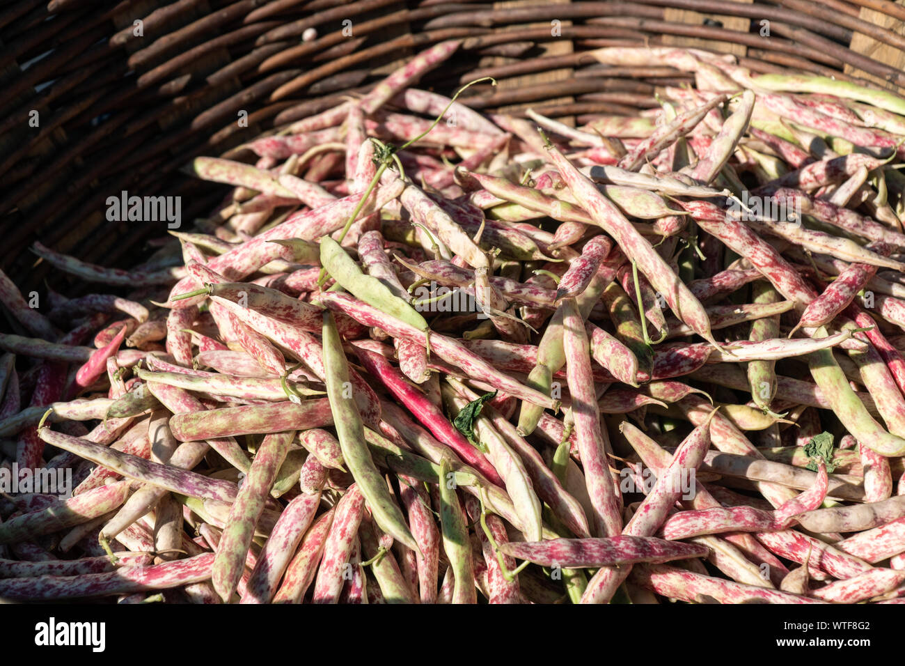 Télévision frais haricots sur panier en osier. Marché de producteurs de l'extérieur de la Galice, Espagne Banque D'Images