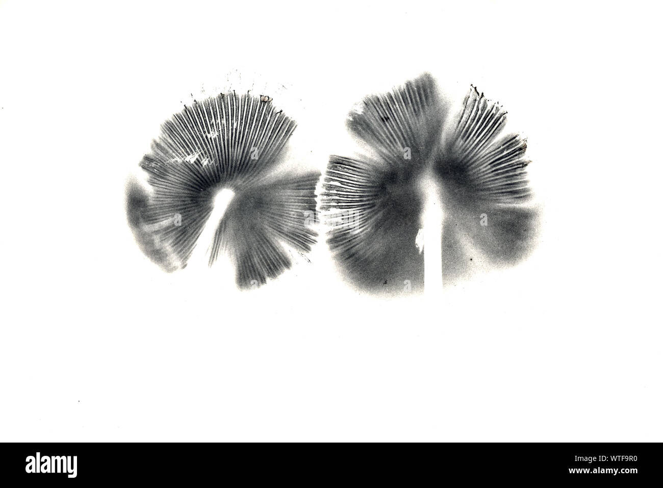 Deux impressions de spores sur un fond blanc. Impressions de spores sont un outil utile pour l'identification des champignons. Banque D'Images