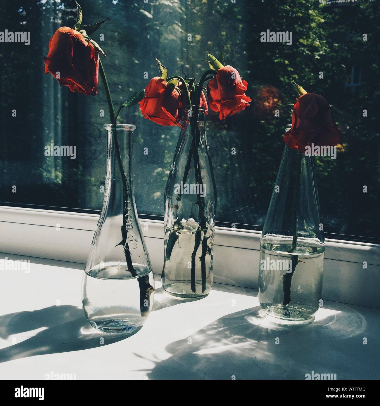 Vase en verre Roses fanées par fenêtre Banque D'Images