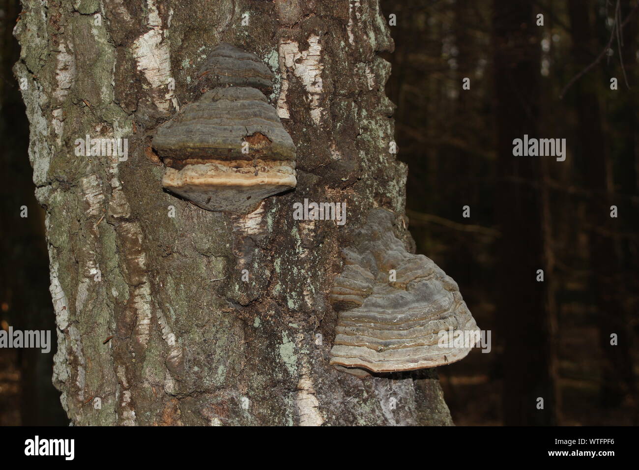 Champignon sur l'arbre en Pologne Banque D'Images Champignon sur l'arbre en Pologne Banque D'Images