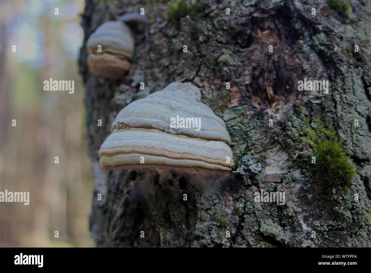 Champignon sur l'arbre en Pologne Banque D'Images Champignon sur l'arbre en Pologne Banque D'Images