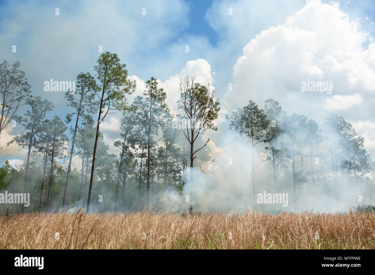 Brûlage dirigé pour restaurer la santé de l'écosystème à l'ancienne banque d'atténuation de la Floride dans le comté de Pasco, Florida, United States. Banque D'Images