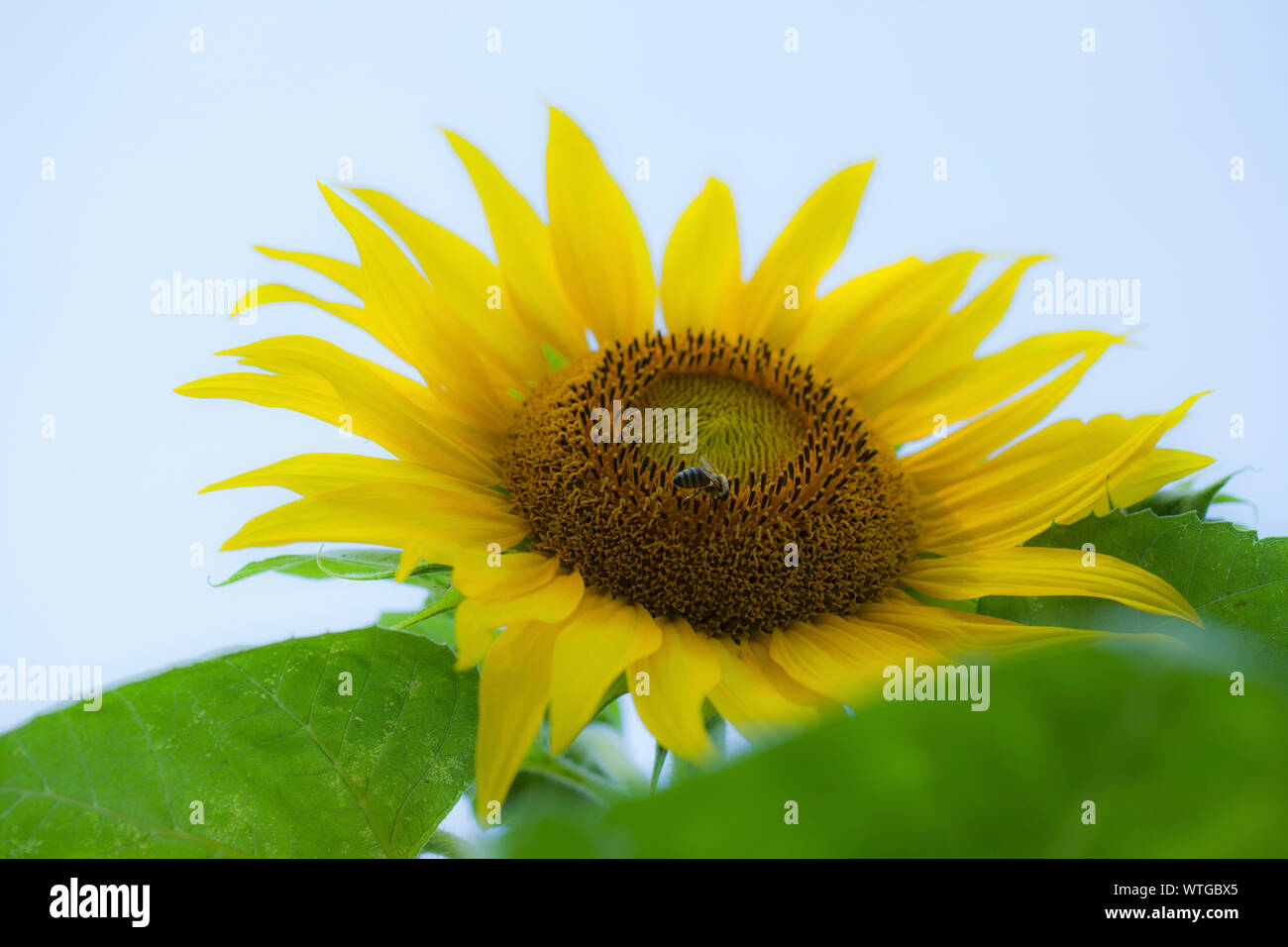 Une abeille sur la tête d'une fleur de tournesol. Fleurs de tournesol jaune avec des feuilles vertes et fond blanc. Banque D'Images