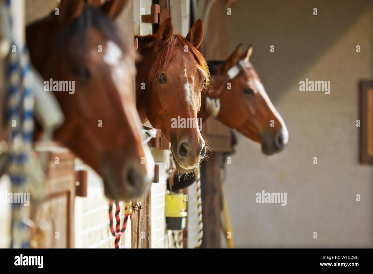 Trois chevaux brun dans l'écurie. Banque D'Images