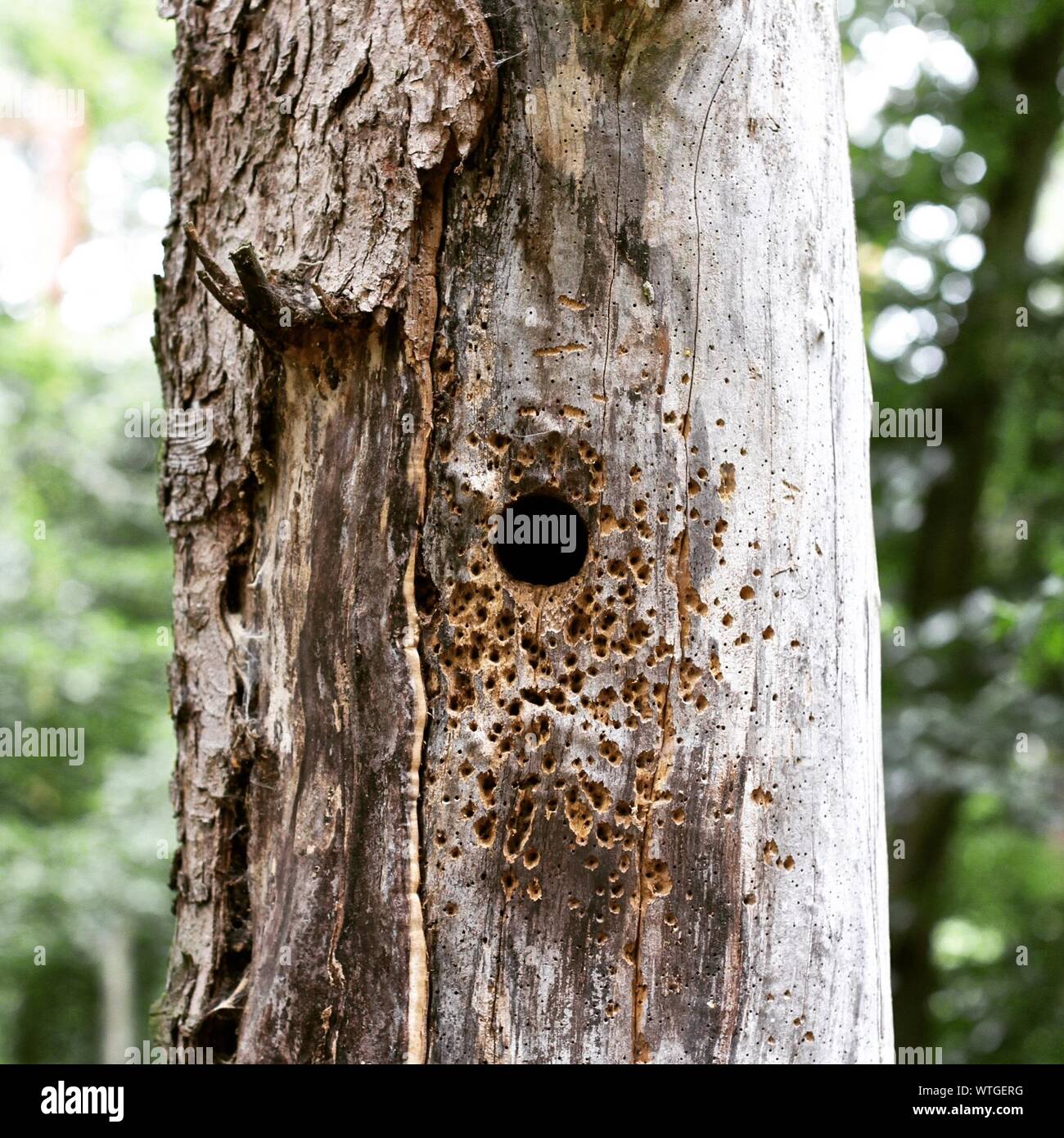 Pic epeiche nid Banque de photographies et d’images à haute résolution