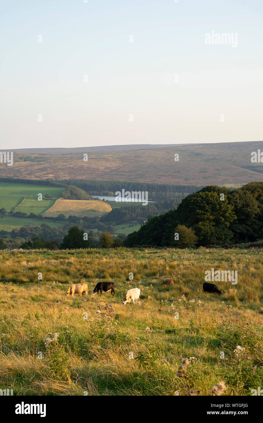 Midhope Maures de Hartcliff Road, Yorkshire, Royaume-Uni Banque D'Images