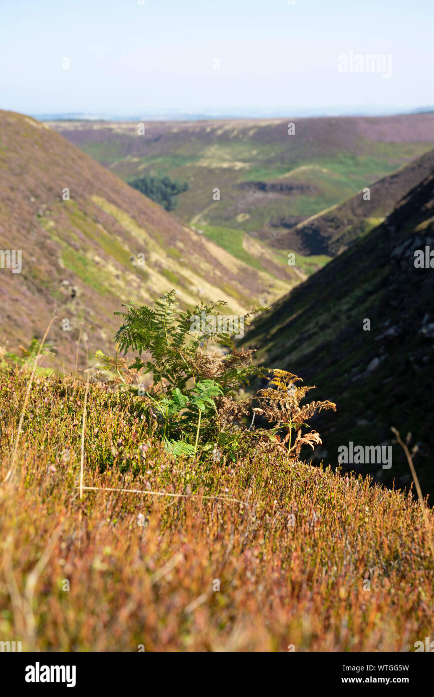 Vue de Ramsden Clough, Holmfirth, Angleterre, Royaume-Uni Banque D'Images