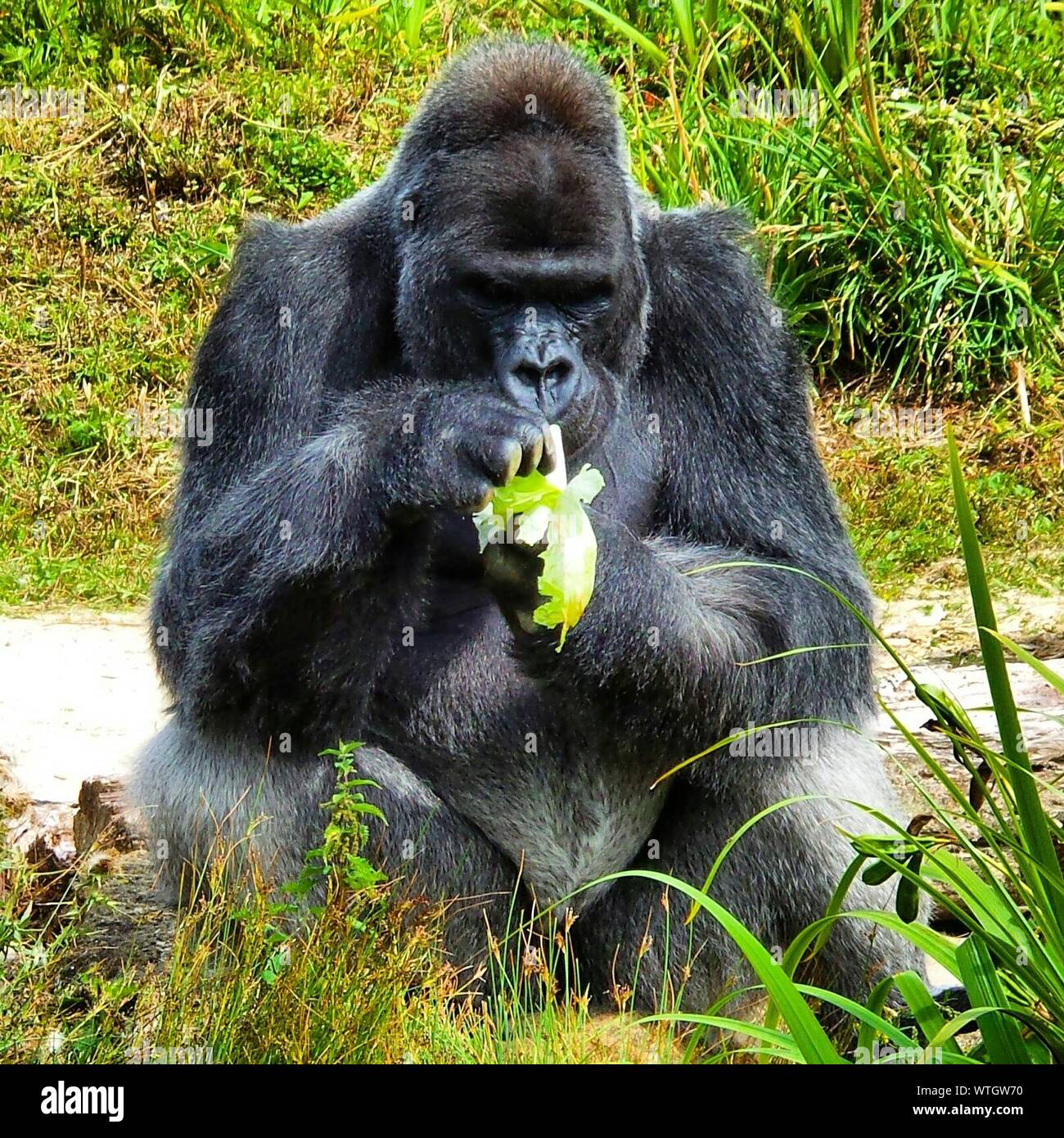 Gorilla eating banana Banque de photographies et d’images à haute