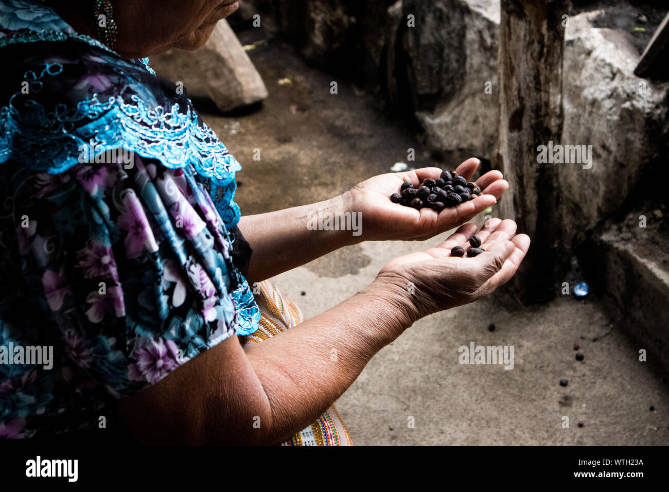 Les grains de café Tri femme au Guatemala Banque D'Images