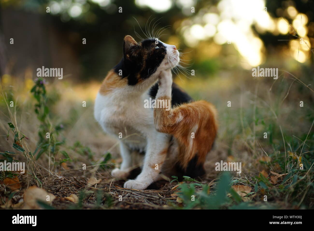 Patte de chat rayures derrière l'oreille. Les puces et les tiques chez les animaux domestiques. Kitty assis sur l'herbe du jardin Banque D'Images