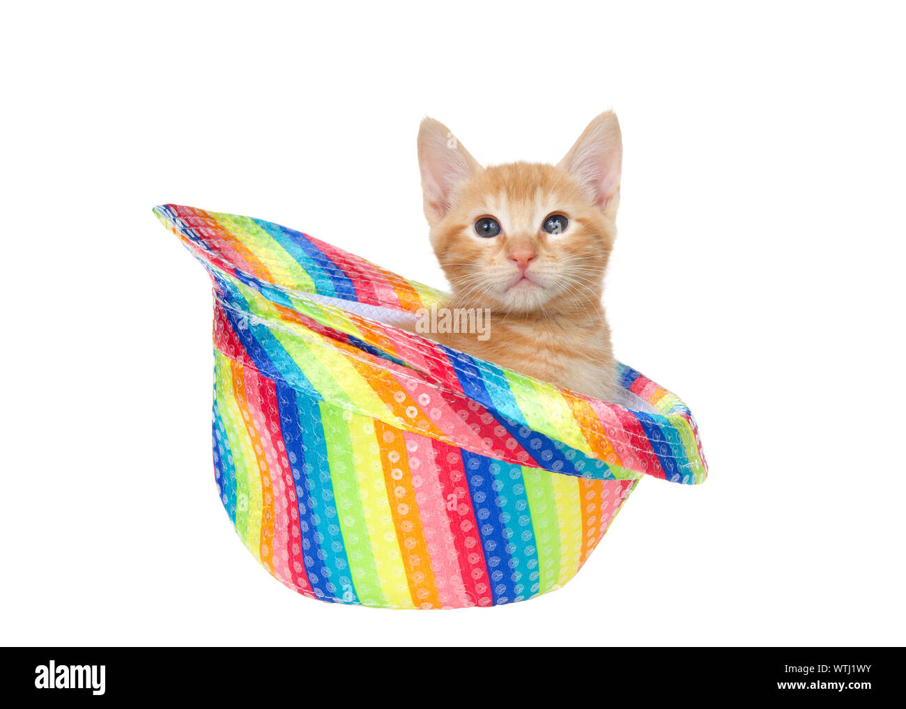 Orange et gingembre adorable chaton tabby assis dans une gay pride de couleur arc-en-ciel fedora hat isolated on white, regarder directement viewer. Singeries animales Fun Banque D'Images