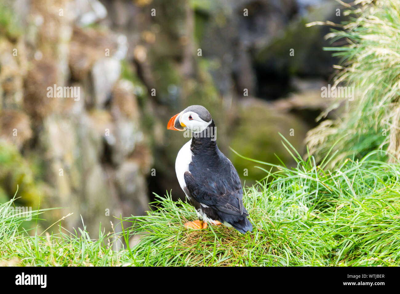 Macareux moine de Borgarfjordur fjord, est de l'Islande. La faune de l'Islande. Macareux moine commun. Fratercula arctica Banque D'Images