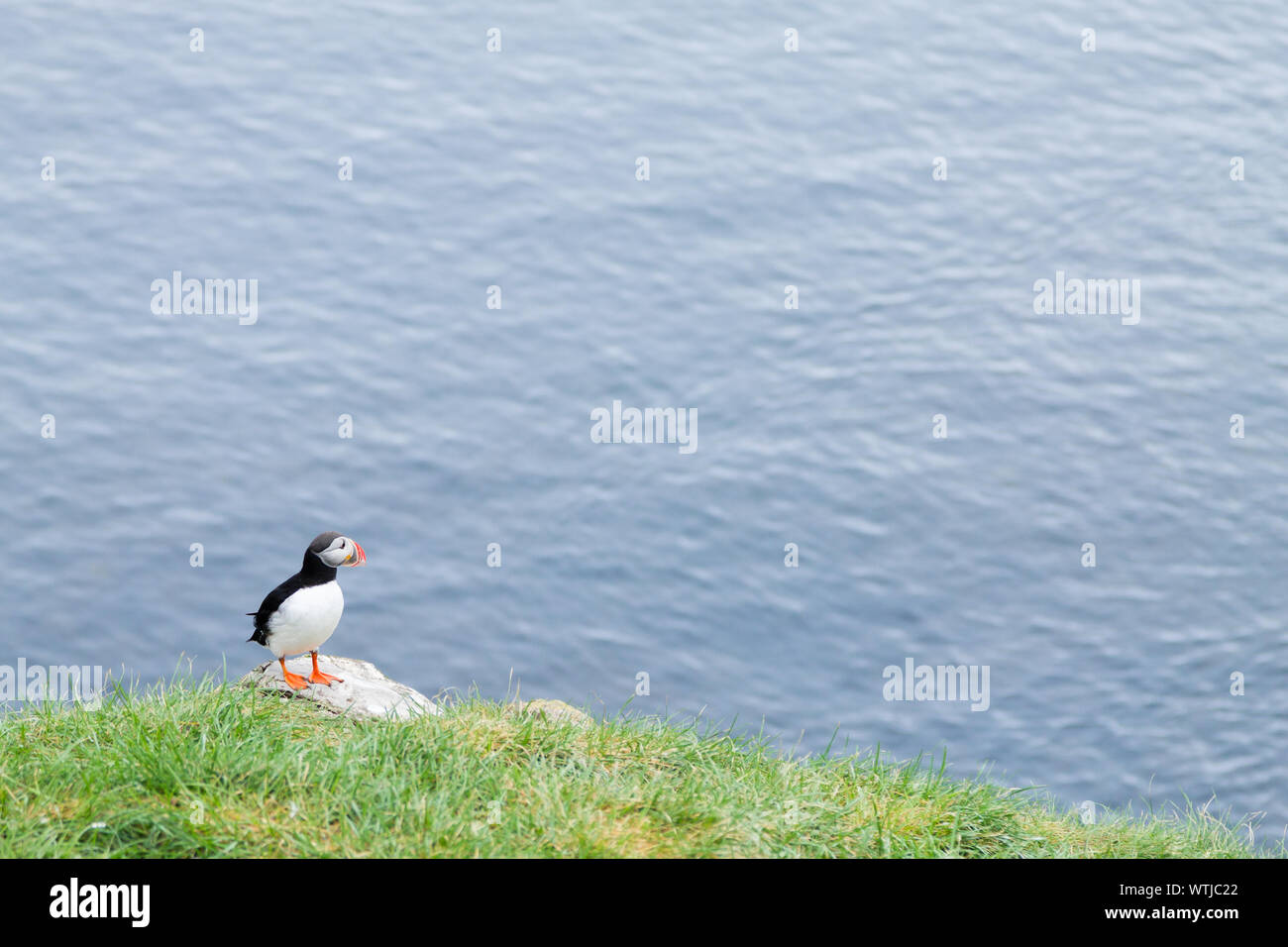 Macareux moine de Borgarfjordur fjord, est de l'Islande. La faune de l'Islande. Macareux moine commun. Fratercula arctica Banque D'Images