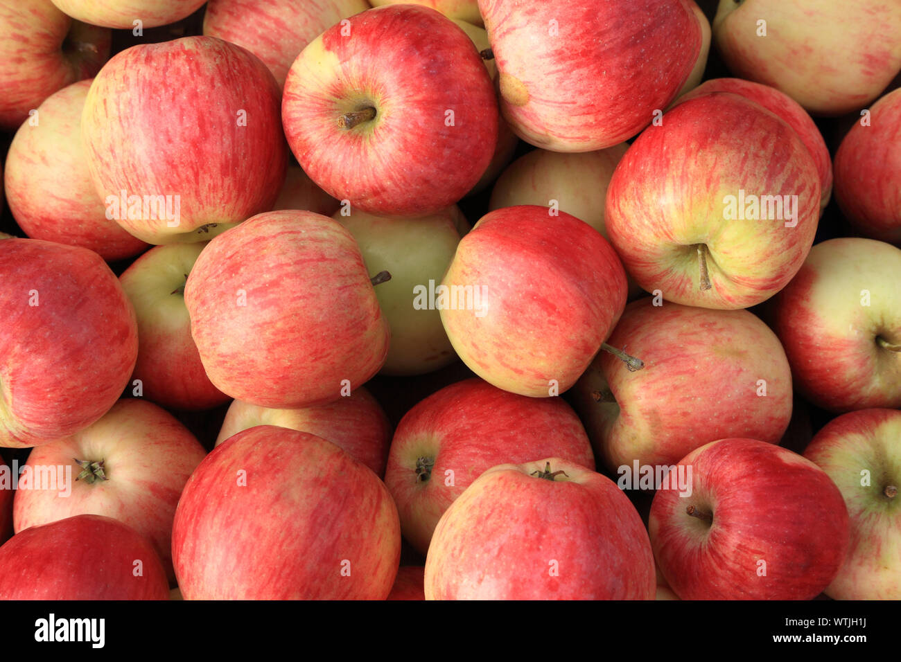 'Suffolk Apple Pink', les pommes, les pommes, la saine alimentation, magasin de ferme afficher Banque D'Images