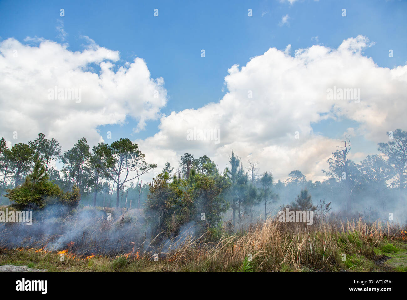 Brûlage dirigé pour restaurer la santé de l'écosystème à l'ancienne banque d'atténuation de la Floride dans le comté de Pasco, Florida, United States. Banque D'Images