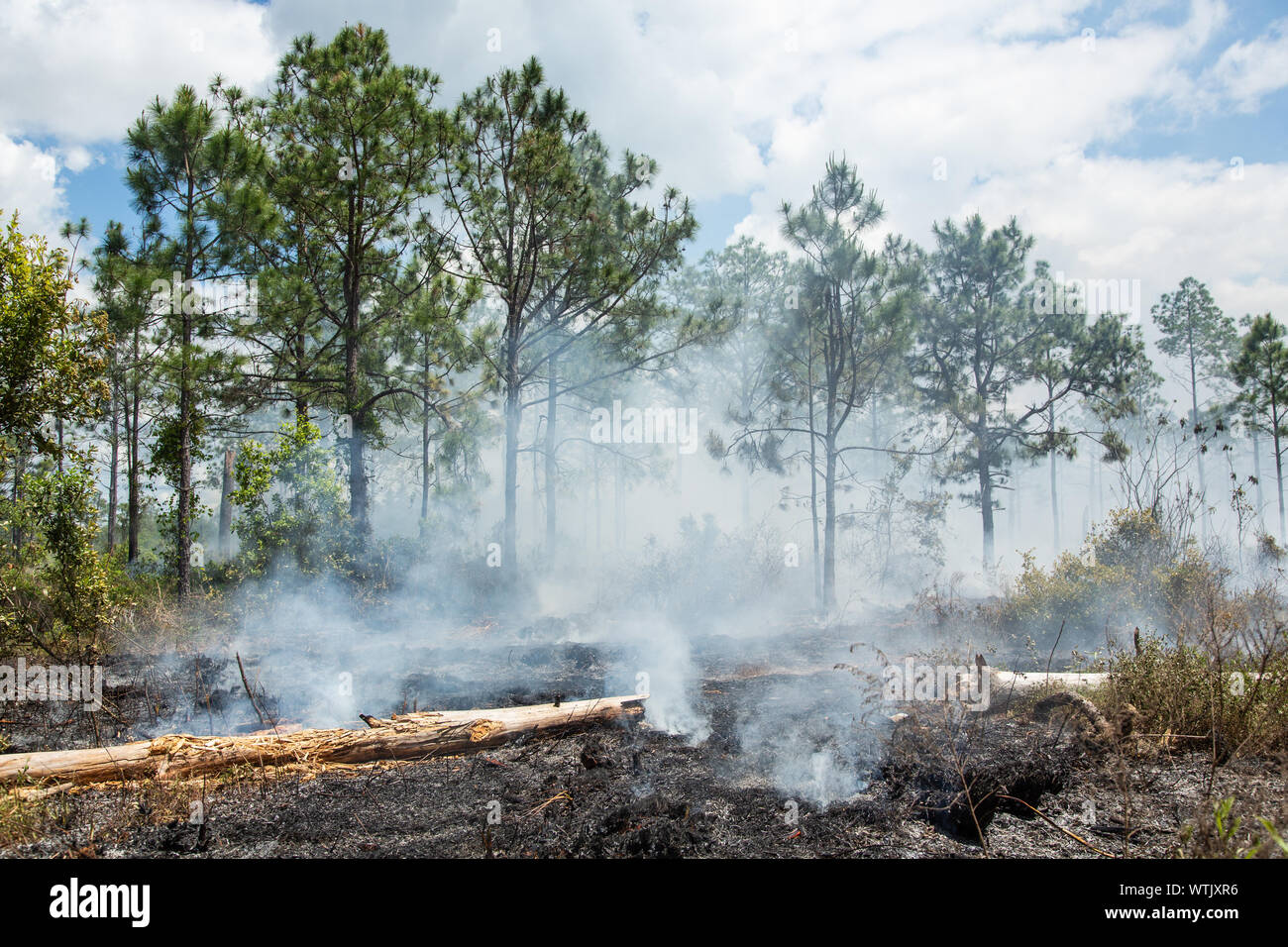 Brûlage dirigé pour restaurer la santé de l'écosystème à l'ancienne banque d'atténuation de la Floride dans le comté de Pasco, Florida, United States. Banque D'Images