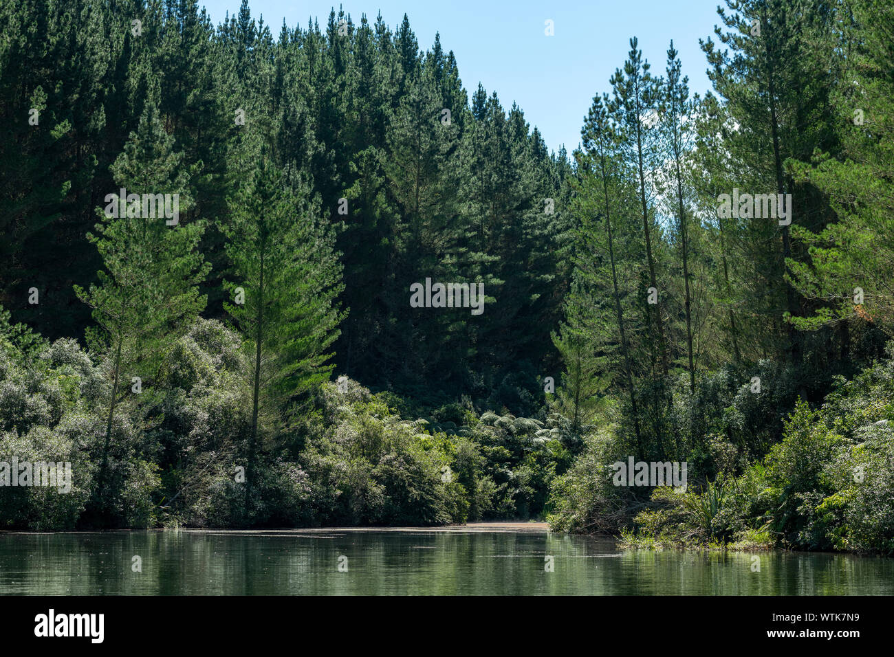 Forêt de pins et les rives du lac bordées bush Kemps. L'Île du Nord, Nouvelle-Zélande Banque D'Images