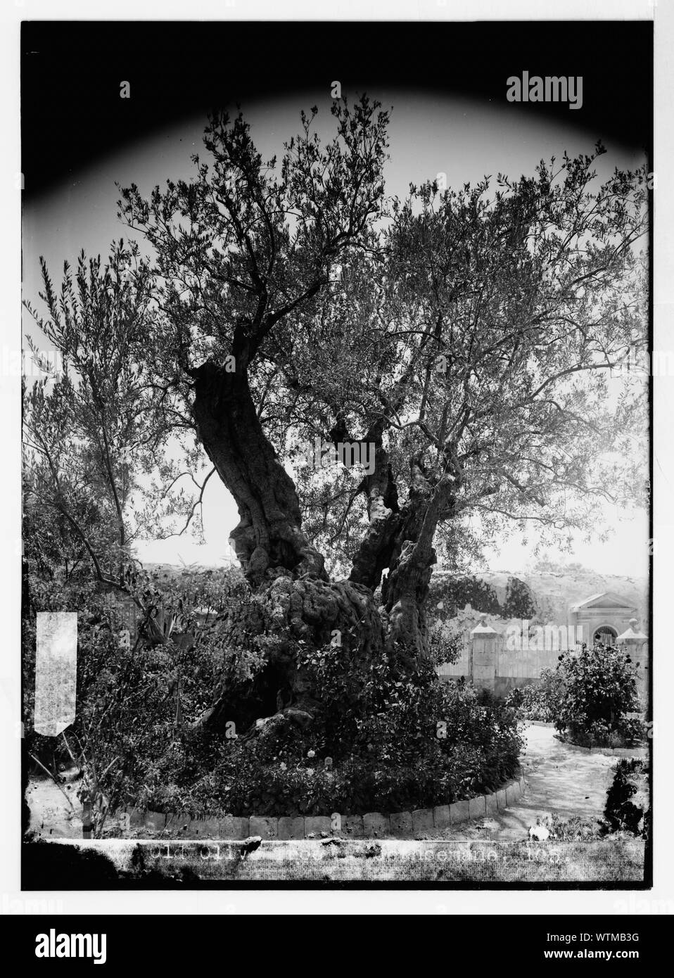 Mont des Oliviers (Djebel) Et-Tur etc. olivier dans le plus ancien jardin de Gethsémani Banque D'Images