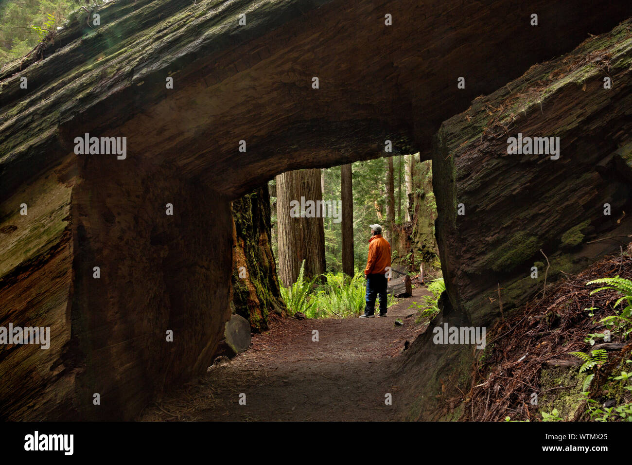 CA03549-00...CALIFORNIE - bois rouge massif se connecter avec un tunnel creusé à travers elle sur le sentier à travers la forêt à Prairie Creek Redwoods State Park ; partie Banque D'Images