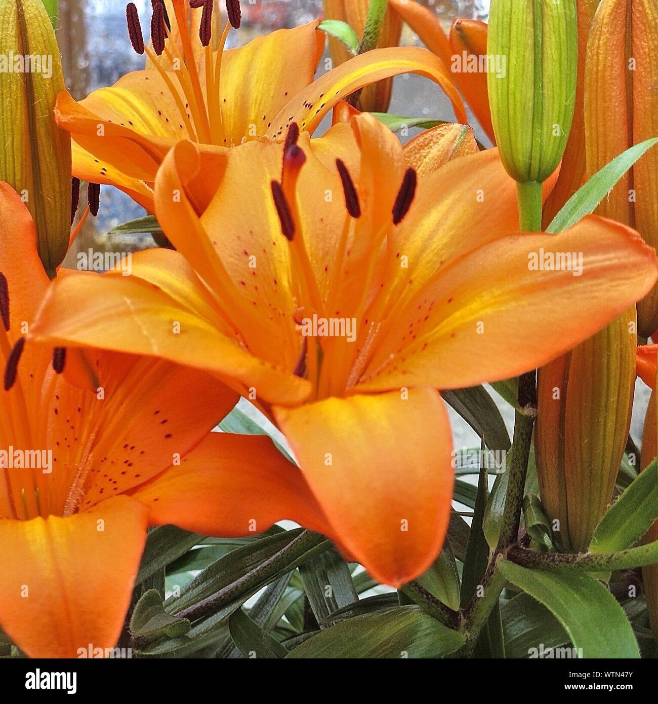 Orange Fleurs florissant Close-up Banque D'Images