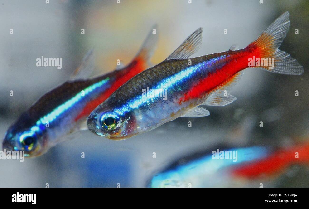 Poissons guppy Banque de photographies et d’images à haute résolution