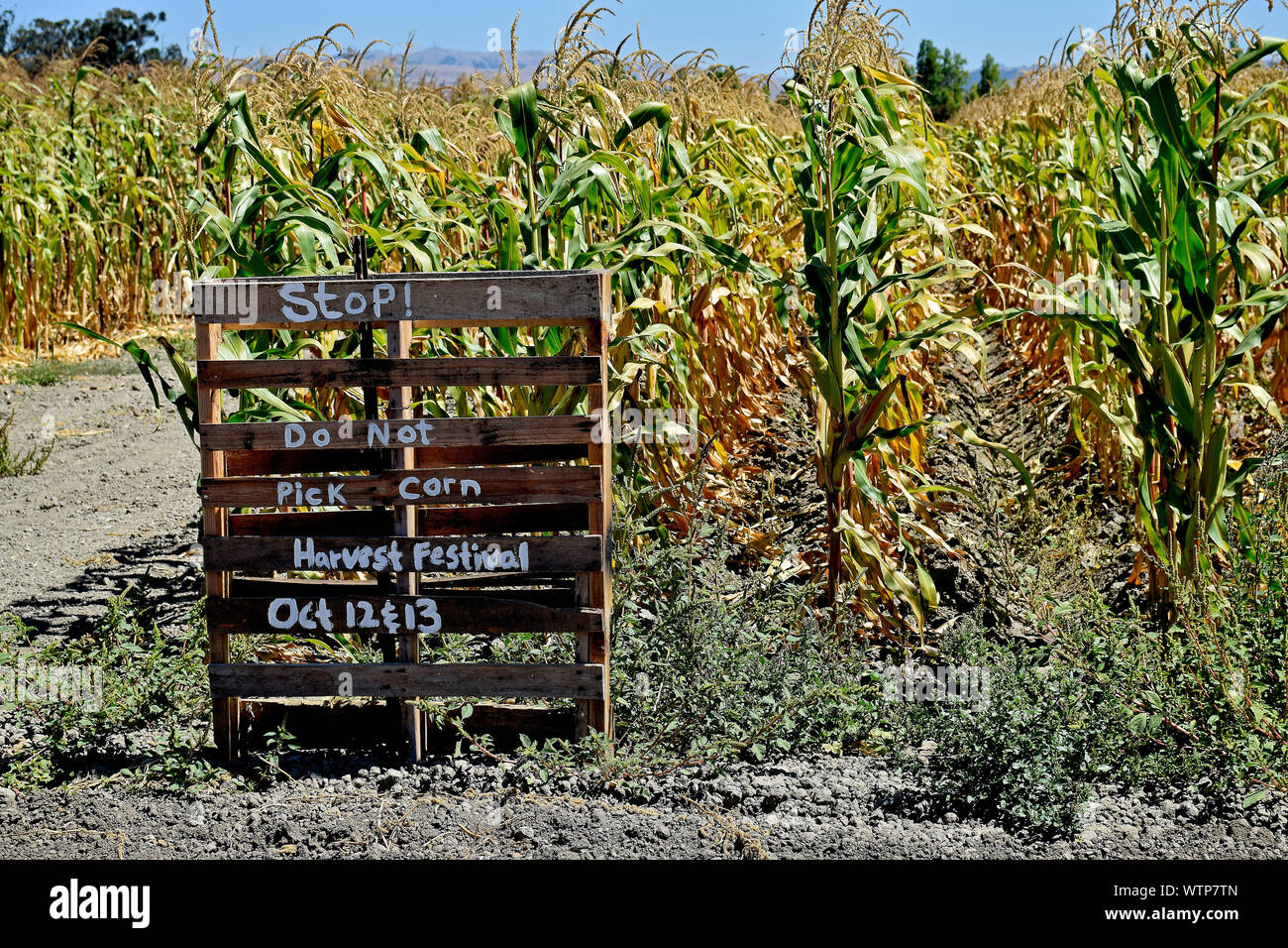 Ne prenez pas d'arrêt devant le maïs d'un champ de maïs à Ardenwood Historic Farm, Fremont, Californie Banque D'Images