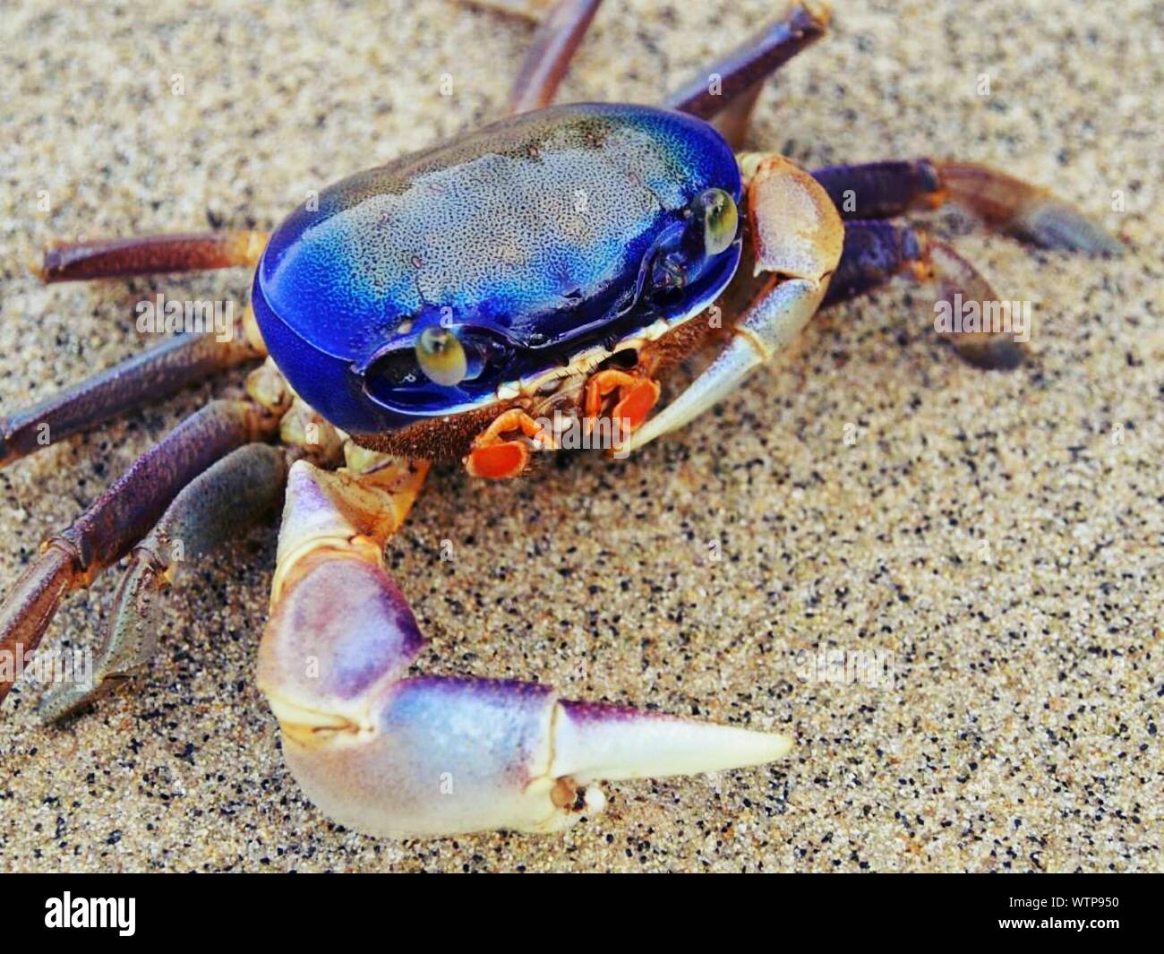 Blue crab sand Banque de photographies et d'images à haute résolution -  Alamy