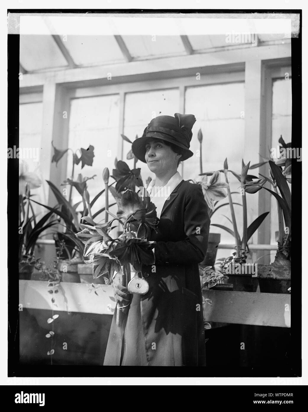 Mme Coolidge, Amaryllis show, 3/15/24 Banque D'Images