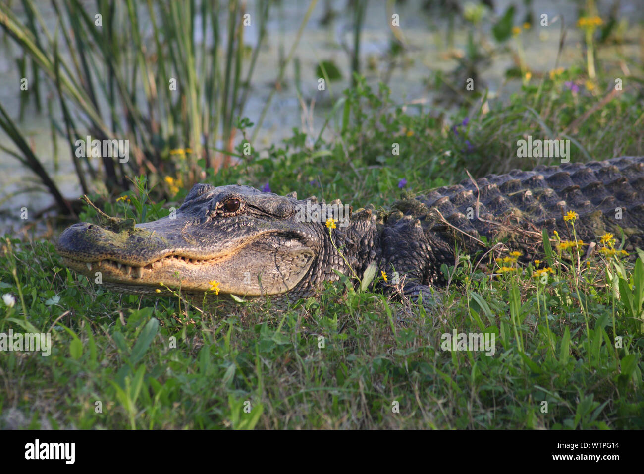 Dans l'herbe d'alligator Banque D'Images
