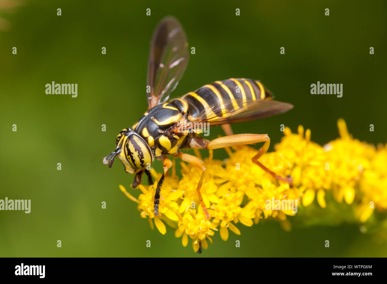 Un Spilomyia longicornis (Syrphe) qui se nourrissent de la verge d'une fleur. Cette mouche imite une guêpe ou yellowjacket. Banque D'Images
