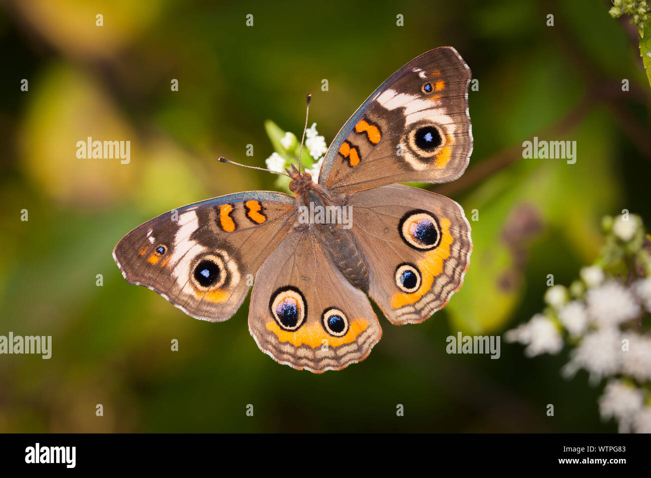 Junonia coenia Buckeye (commune) Banque D'Images
