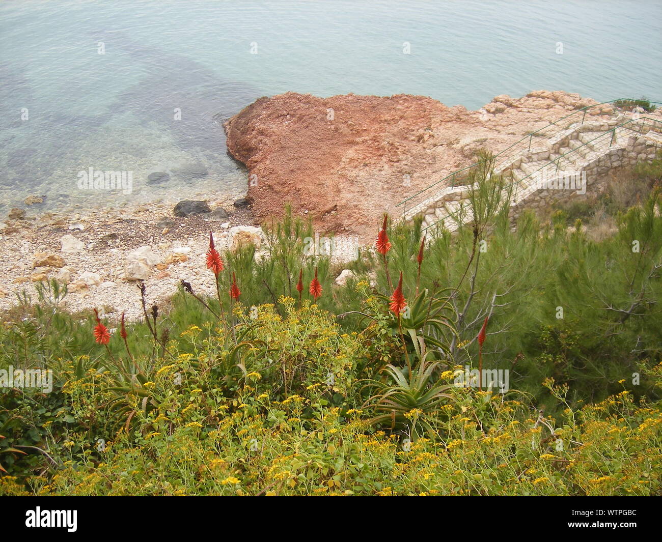 Fleurs sauvages rouges sur la plage Banque de photographies et d’images