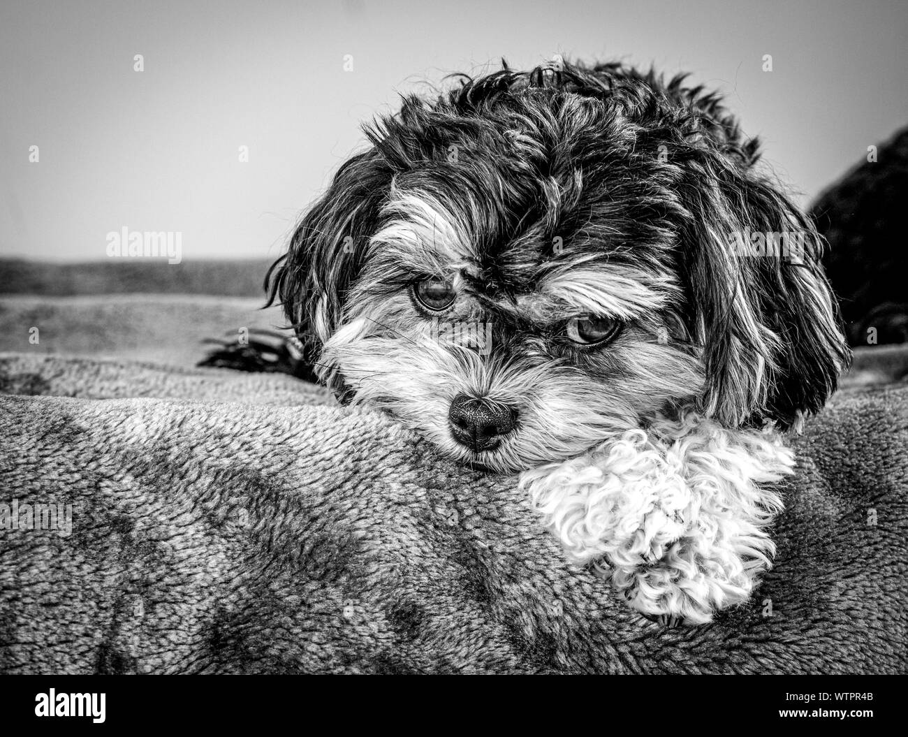 Cockapoo un chien noir et blanc mignon cockapoo (cavoodle) chiot, ces chiens ont un caractère doux et sont parfaits compagnons ou chien d'assistance Banque D'Images