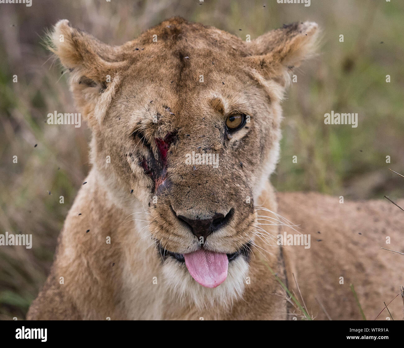 Portrait D Un Lion Blesse Photo Stock Alamy