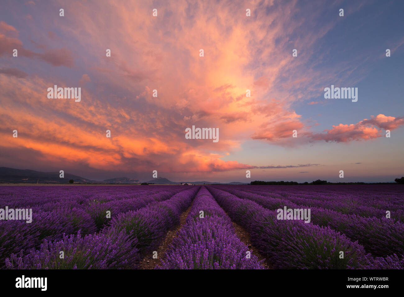 Magnifique coucher de soleil avec des nuages colorés sur les lignes de la lavande en Provence, France près de Valensole. Après une tempête, les nuages se tourna rose. Banque D'Images