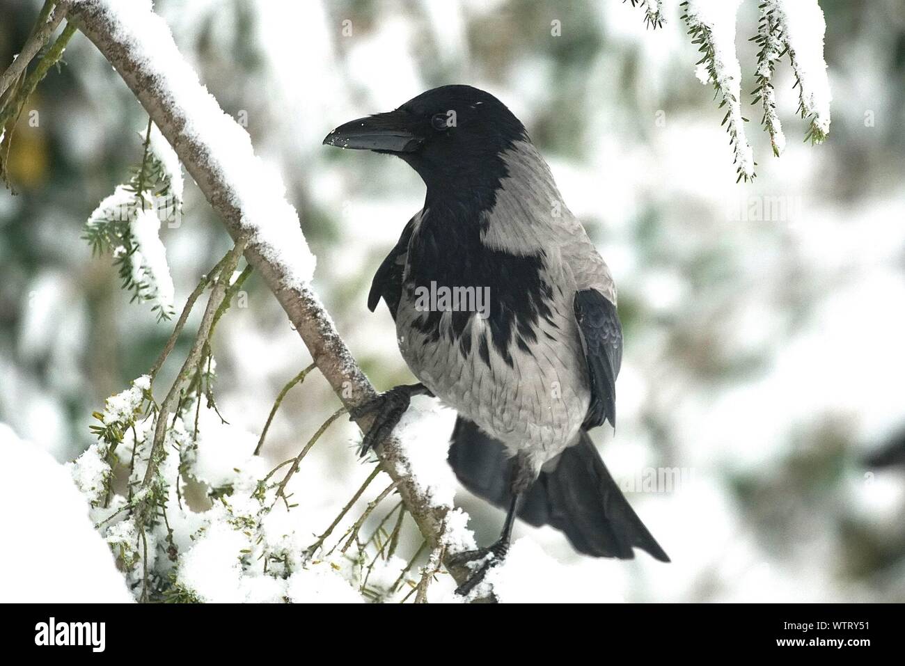 Close-up of Gray Crow Perching On Snow Covered Banque D'Images