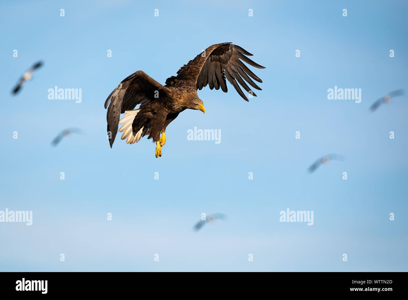 Des profils de pygargues à queue blanche (Haliaeetus albicilla), vol, contre ciel bleu au coucher du soleil à la recherche vers le bas. Oiseau de proie sauvage la chasse dans la nature avec troupeau de bi Banque D'Images