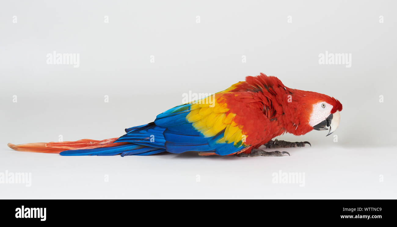 Parrot colorées isolé sur fond lumineux studio blanc Banque D'Images