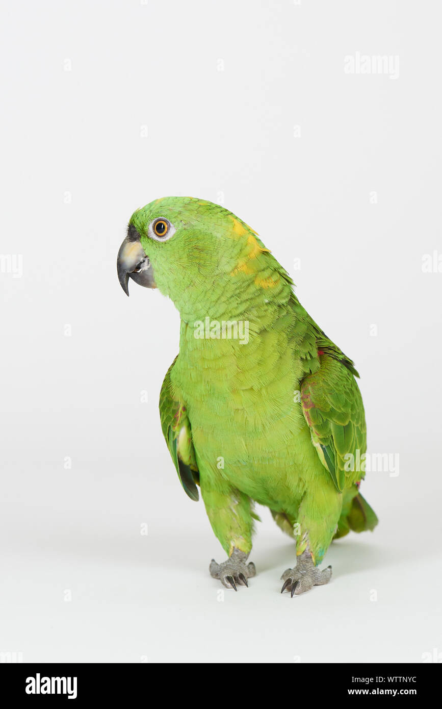 Couleur vert Crazy parrot isolated on white background studio Banque D'Images