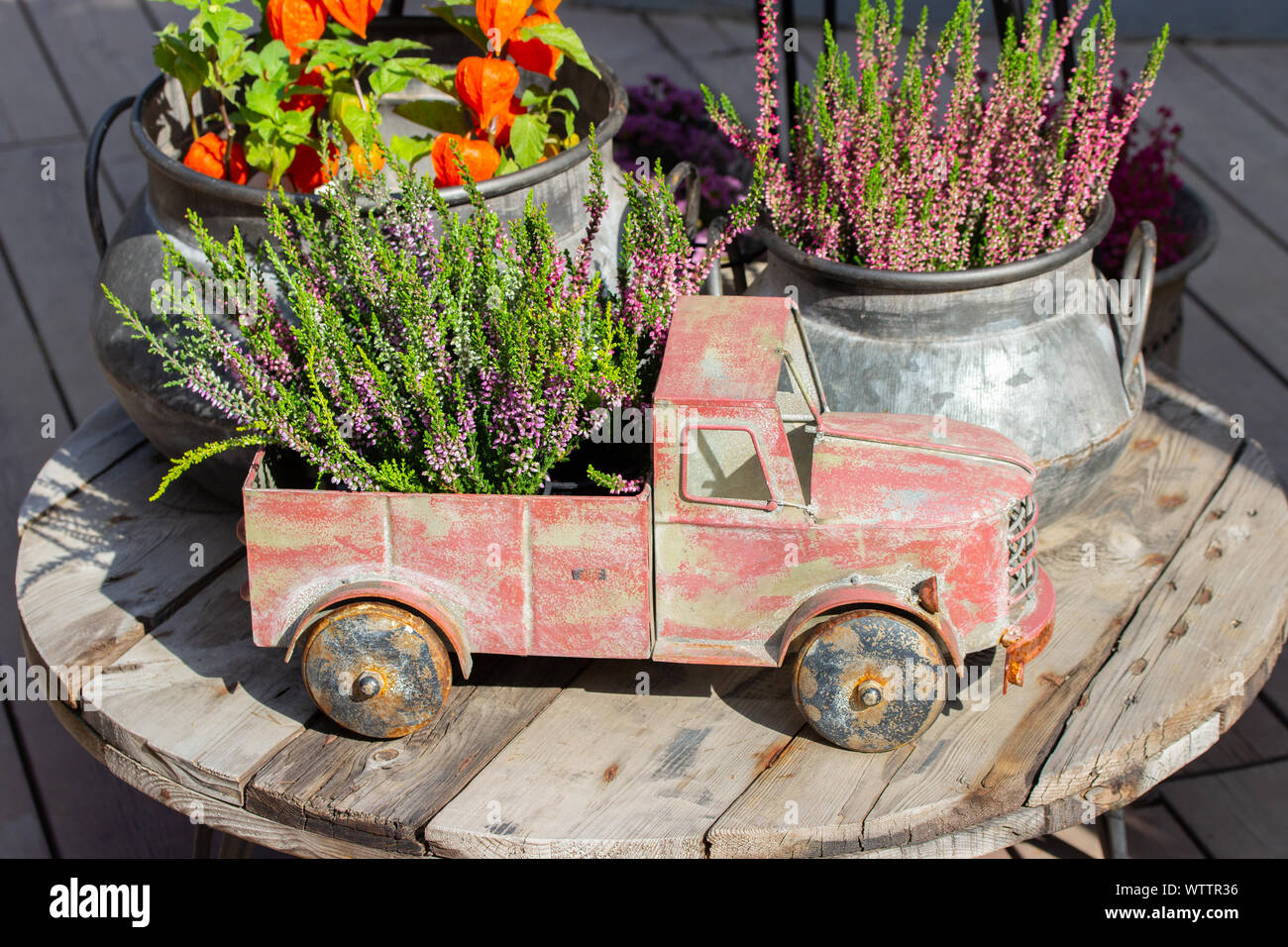 Blossom Heather Calluna dans une petite voiture. Vintage garden decor, Heather vulgaris dans un pot de fleur. Décoration florale de la véranda Banque D'Images