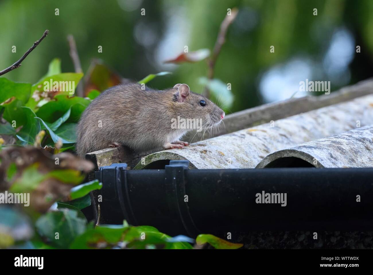 Rat de toit Banque de photographies et d’images à haute résolution Alamy — free download