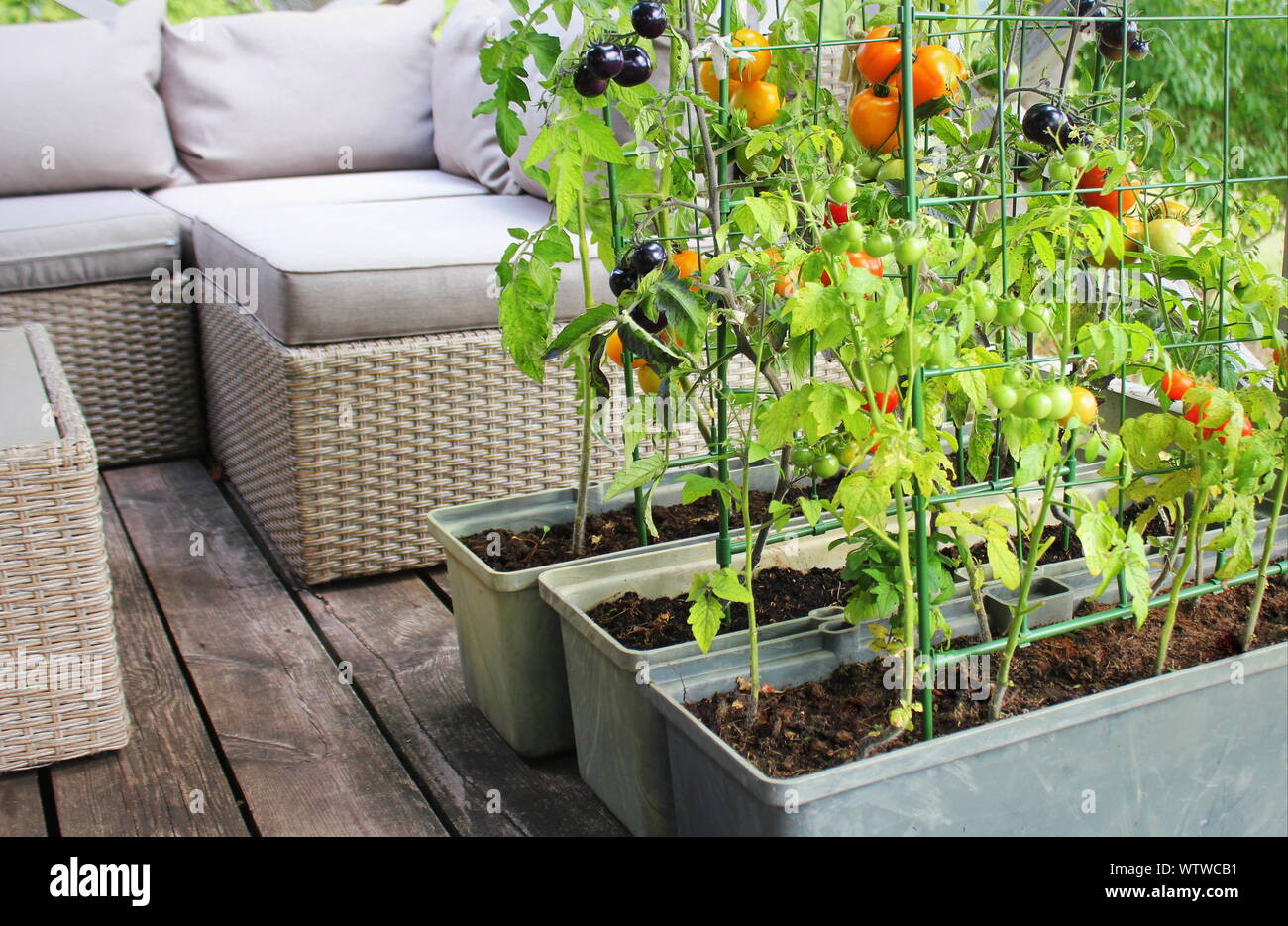 Jardinage légumes de conteneurs. Jardin potager sur une terrasse. Rouge, orange, jaune, noir dans un récipient de plus en plus des tomates Banque D'Images