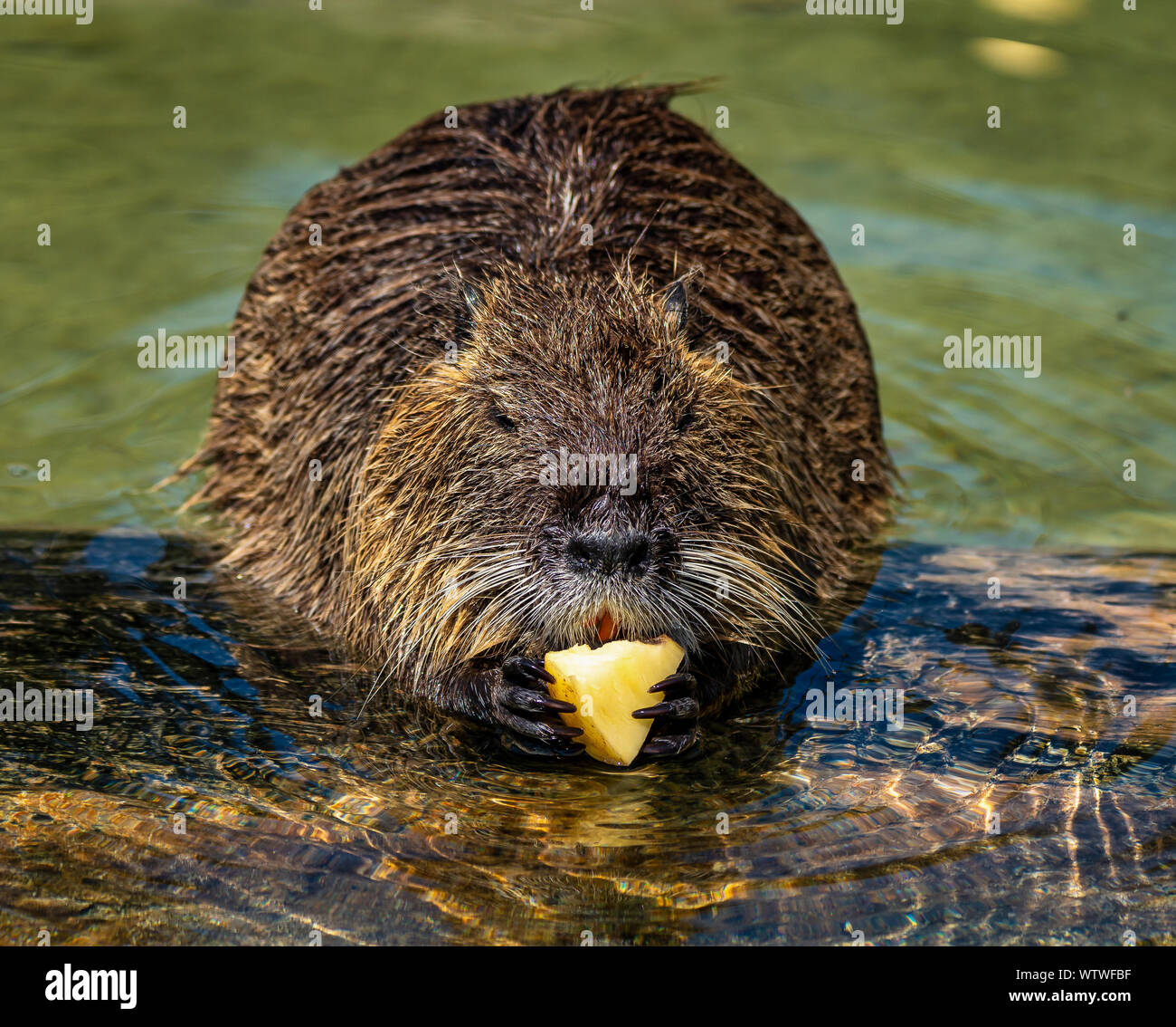 Ragondin, Myocastor coypus, également connu sous le nom de river rat ou le ragondin, est un grand herbivore rongeur semi-aquatique, et seul membre de famille Myocastoridae. Banque D'Images