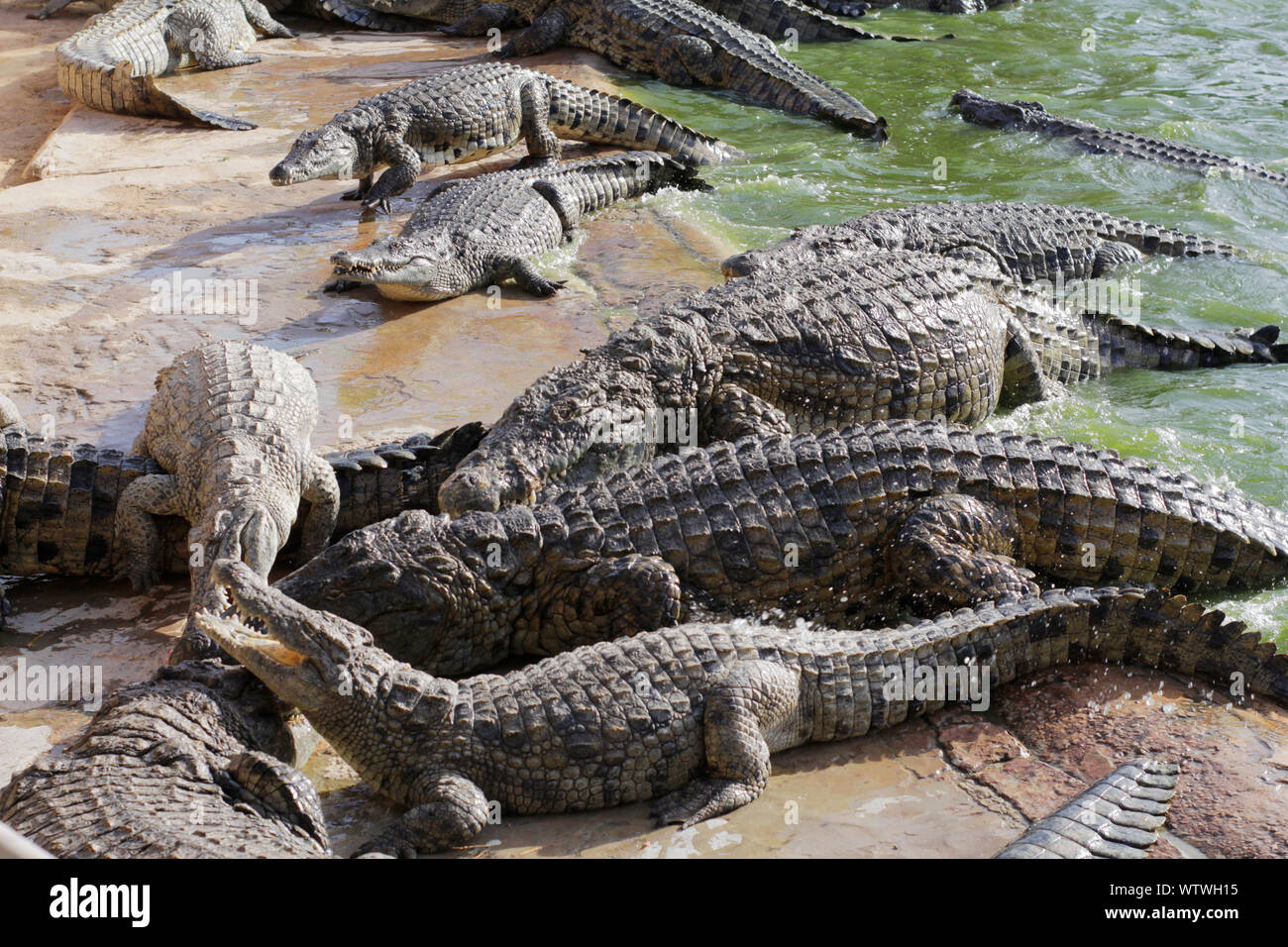 les-crocodiles-se-pr-lasser-au-soleil-les-crocodiles-dans-l-tang