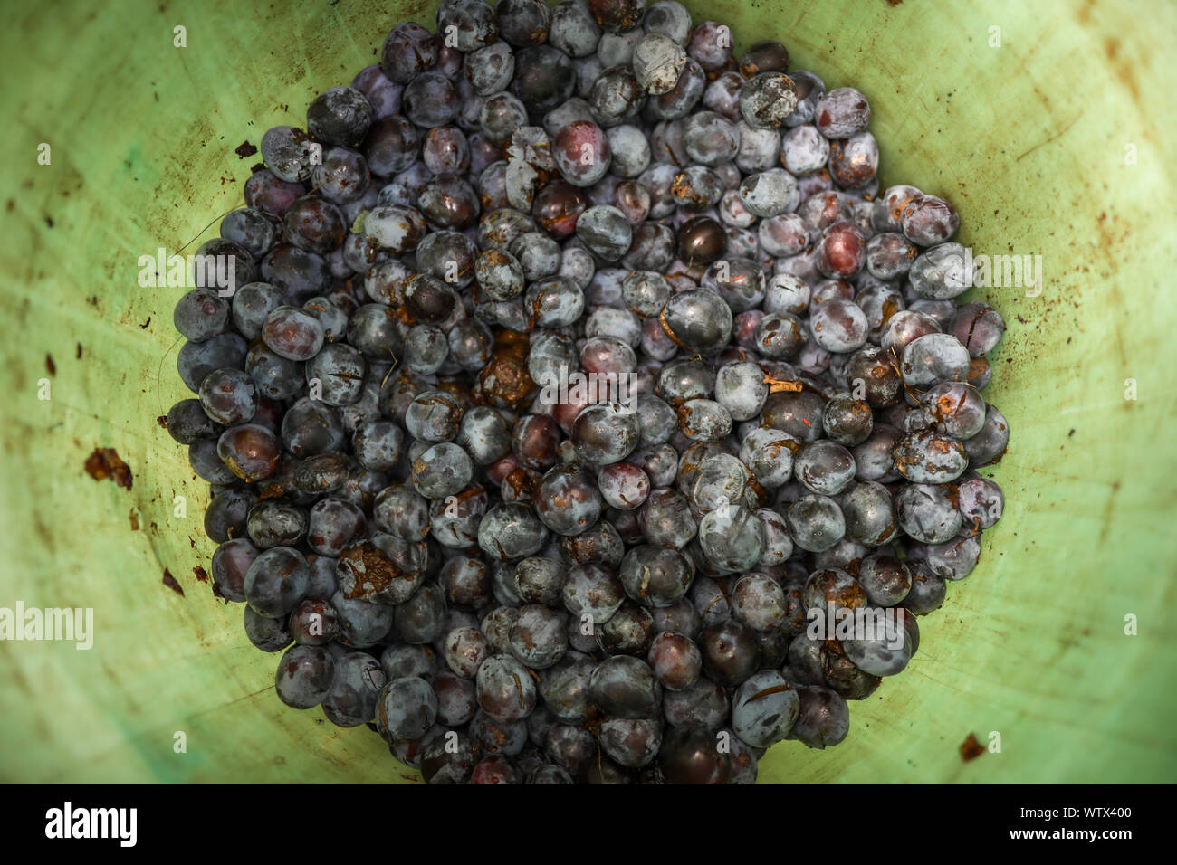 Les prunes mûres en plastique à l'intérieur d'un fourreau vert Laissez fermenter pour produire de l'alcool fort à la main (ou de prunes) moonshine Banque D'Images